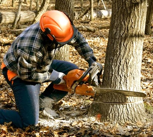 Tree Removal in Jobstown, NJ